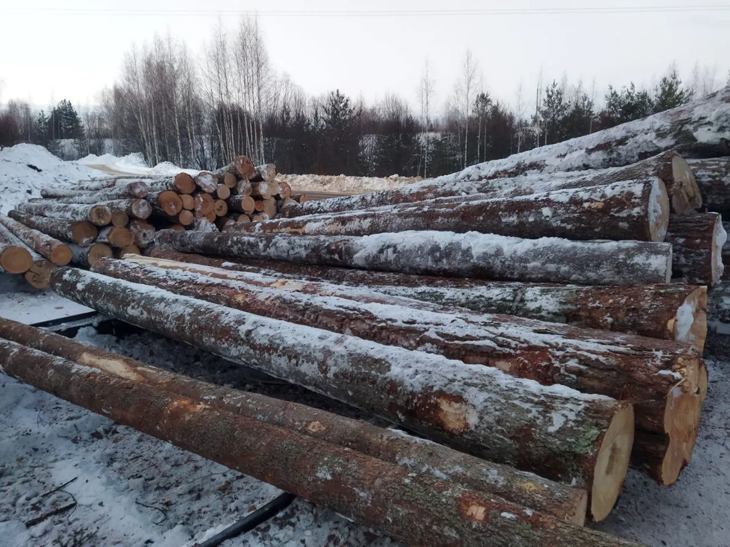 Древесина хвойных пород